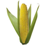 Lush Soil Regenerator Plus for Corn
