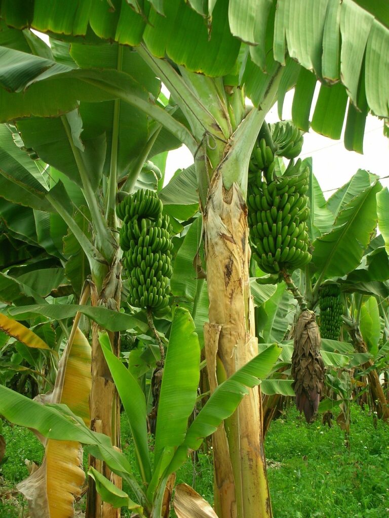 bananas, banana trees, banana plantation-404536.jpg